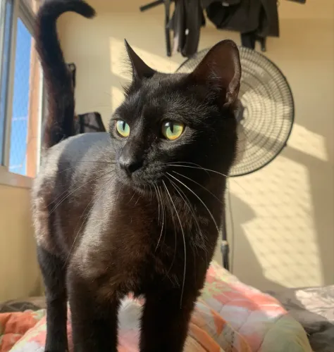 Doa-se Gatos