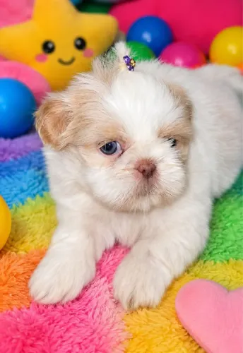 Shihtzu fêmea branca areia nariz chocolate 