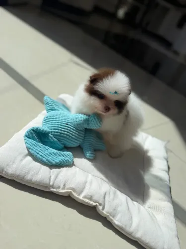 Lulu da Pomerania branco e chocolate olhos claros