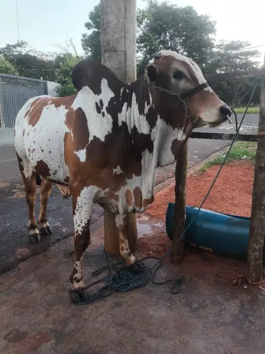 Vendo Boi de andar 