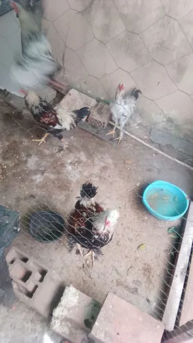 Frangos da raça Bramah , Galinha da Angola , galinhas caipiras pretas 