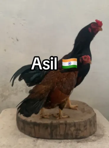 Asil Rajah Murg