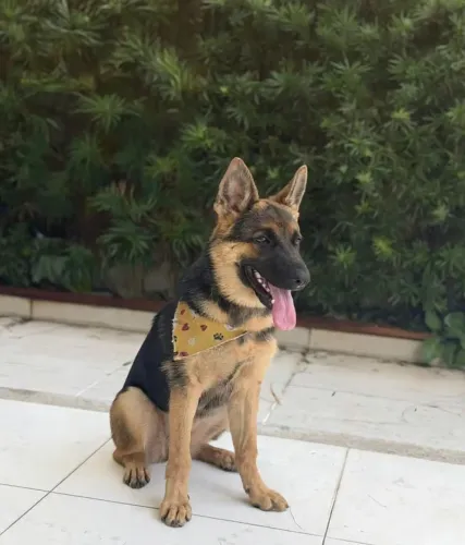 Vendo pastor alemão fêmea 6 meses 