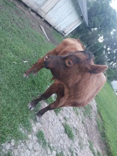 Touro angus 