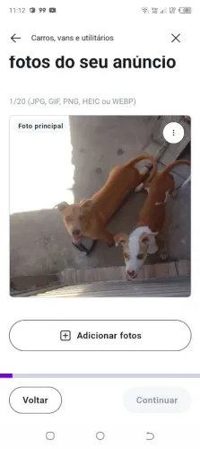 Pitbull america fêmea e macho