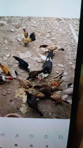 Vende-se 4 patos e 10 galinha 