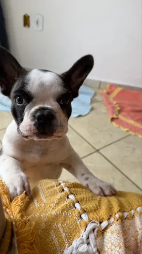 Buldogue francês 