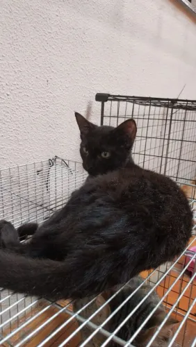 Gata gatinha preta 