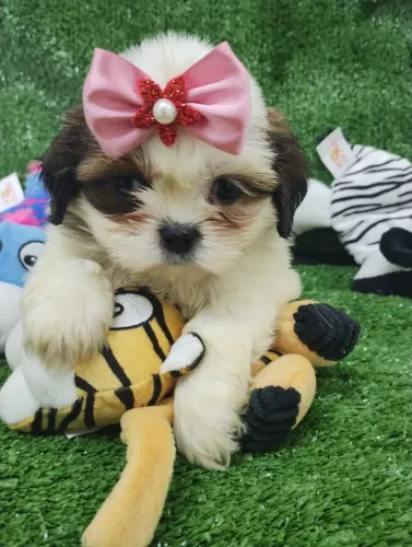 Fêmea de Shih Tzu de cor Branca e Mascara Negra - Entrega Grátis