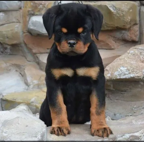 Rottweiler - O Tipo De Companhia Que Faz Tudo Ficar Mais Leve