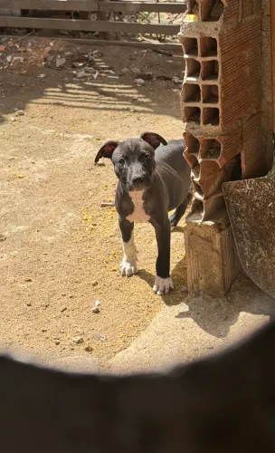 Pit bull