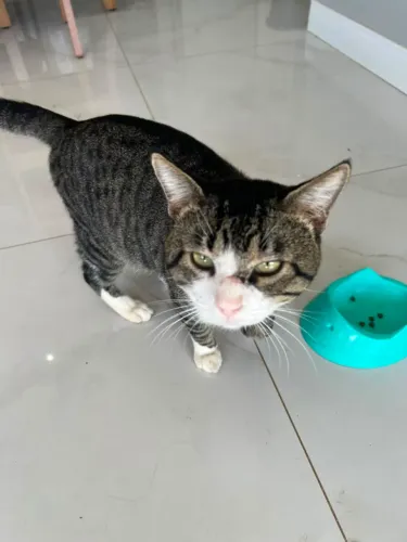 Gato pra doação *pinhais