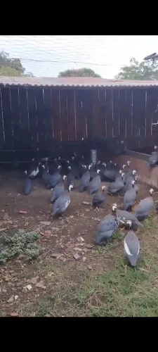Galinhas da angolas