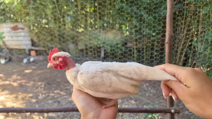 Ovos galados de mini garnize (caipirinha)