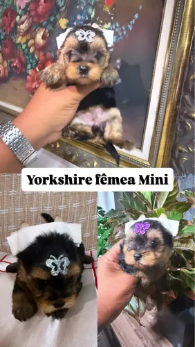 Yorkshire MINI