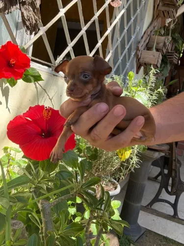 Filhote de pinscher