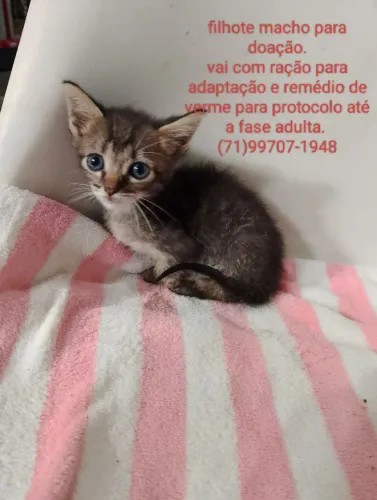 Machinho rajado 