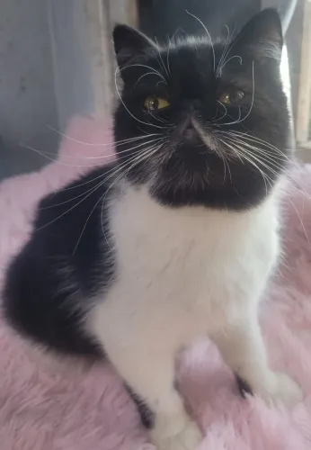 Gata Exótica