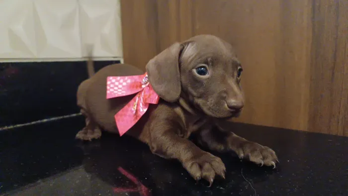 Dachshund fêmea chocolate