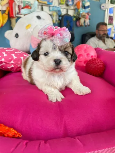 Filhote de shihtzu fêmea disponível para reservar 