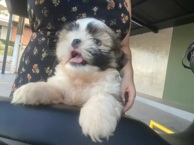 Vende ser Shih-tzu fêmea vacinada 