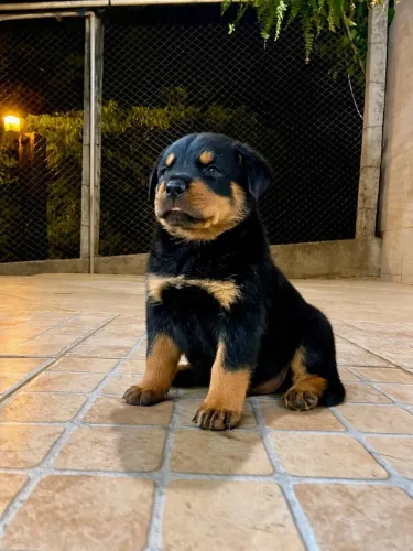 Rottweiler,  Cães Filhotes Vacinados 