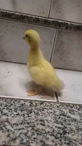 Patinho apenas 1