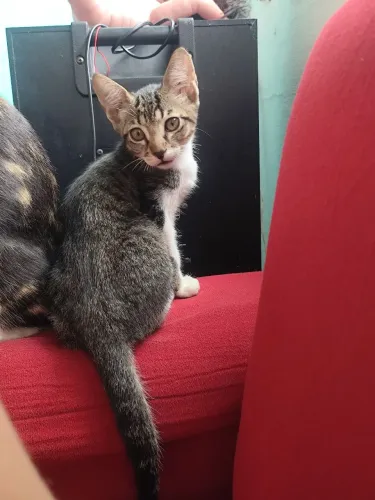 Doando gato macho