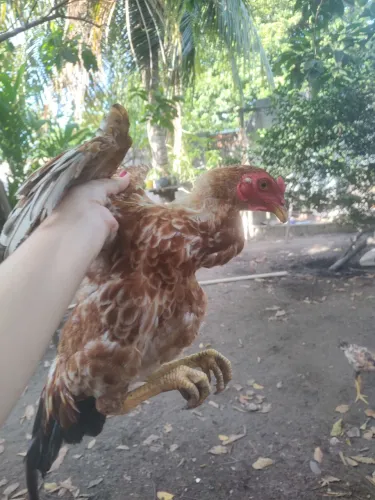 Frango caipira