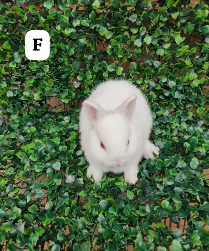 Vendo mini coelhos.