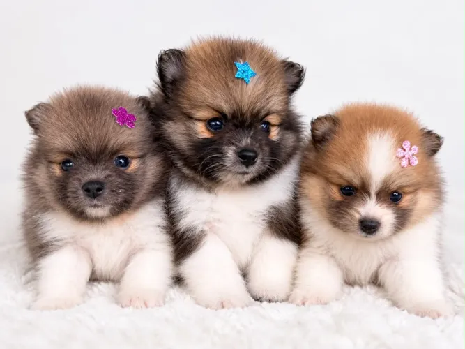 Lulu da Pomerânia