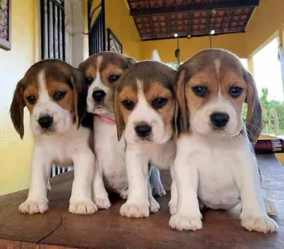 Beagle filhote disponivel
