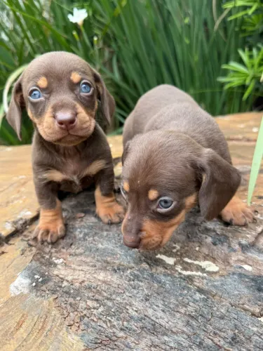 Dachshund