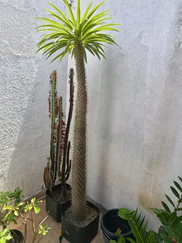 Palmeira de Madagascar