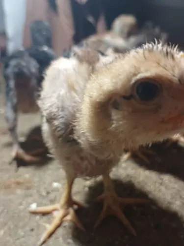 Pintinhos balão disponível Zap * 