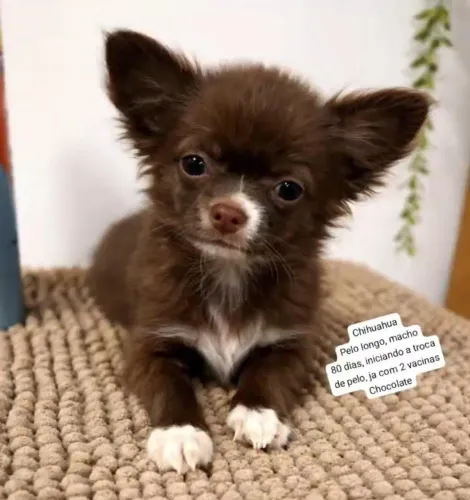 Chihuahua chocolate macho