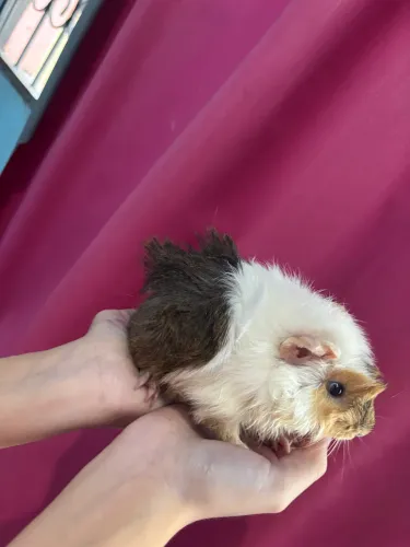 Porquinho da India