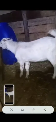 Vendo bodinho