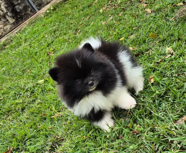 Spitz alemão macho pedigree cbkc em 10 sem juros
