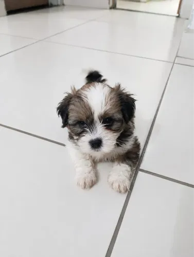 Shih Tzu