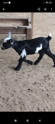 Mini cabras