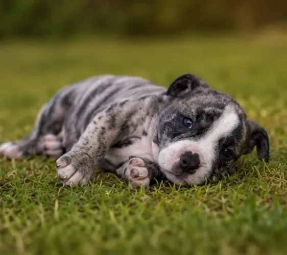 American bully