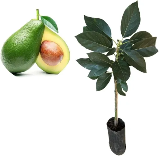 Muda de pé de abacate manteiga