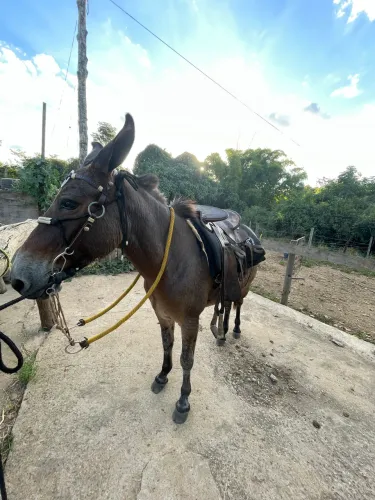 Vendo mula boa , quem tiver interesse, só chamar 