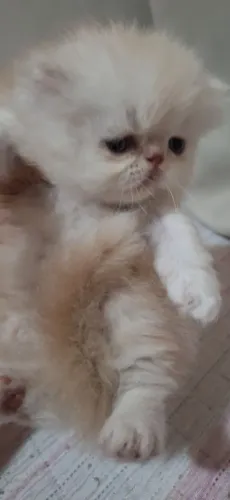 Vendo gatos persa de alto padrão show