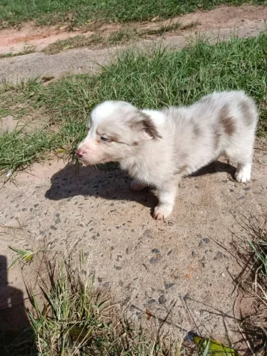 Filhote de borde collie fêmea