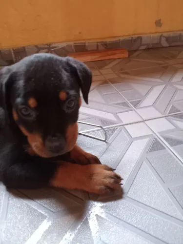 Filhotes de Rottweiler Macho e Fêmea