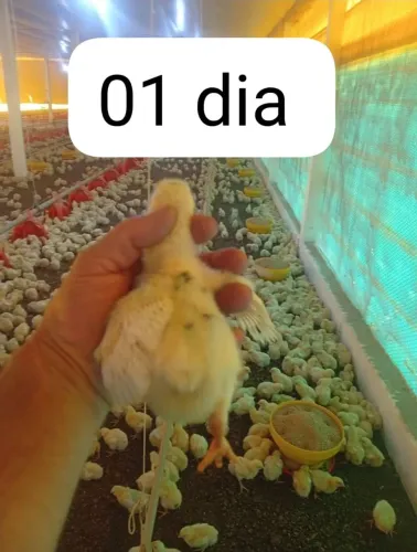 Pintinhos de granja R$7,00 cada