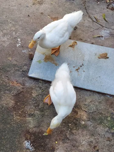 Vendo 2 marrecas pequim