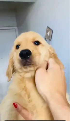 Filhotes de Golden com Pedigree